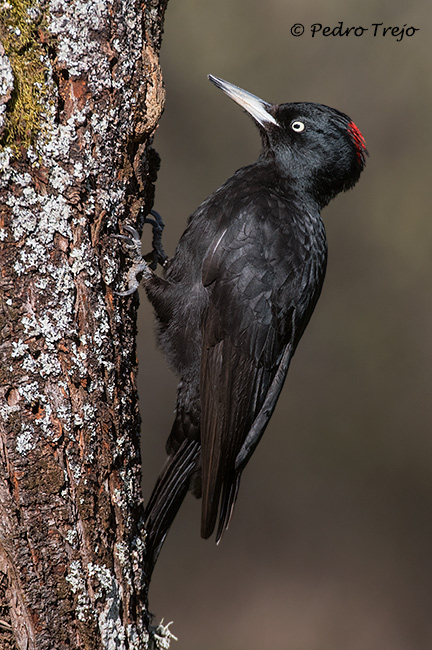 Pito negro (Dendrocopos medius)